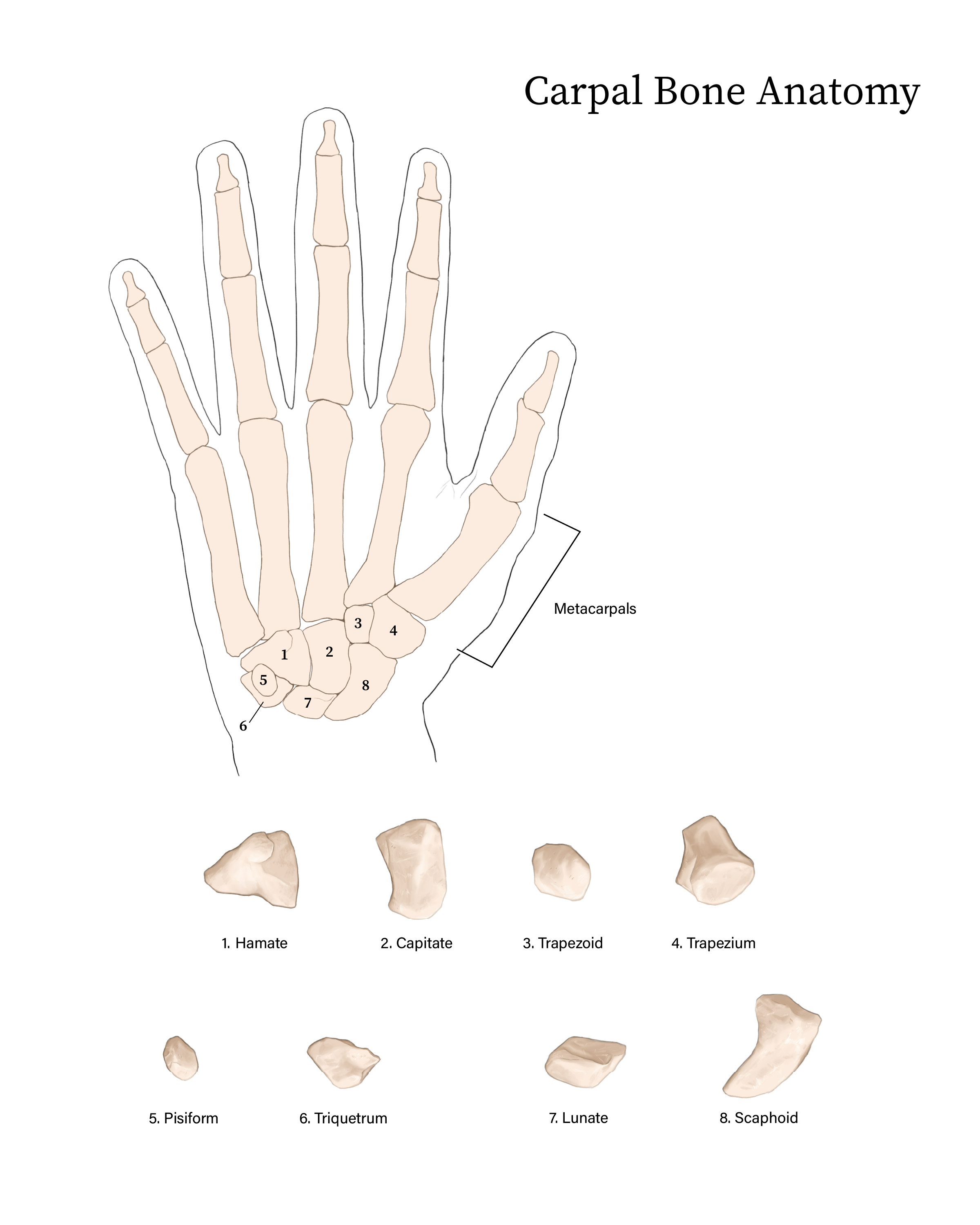 Carpal bone anatomy study